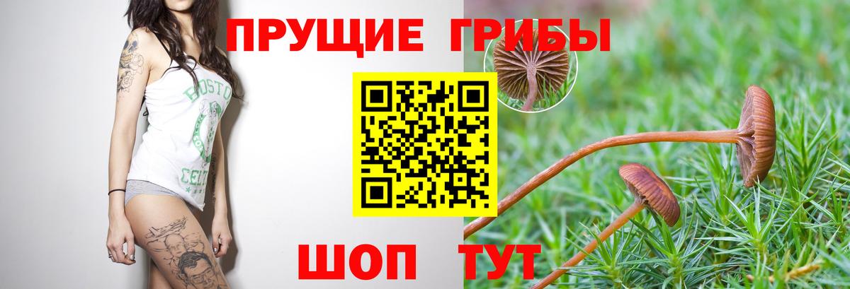 Избербаш  Галлюциногенные грибы ЛСД  Псилоцибиновые грибы Magic Shrooms  Вход с VPN 